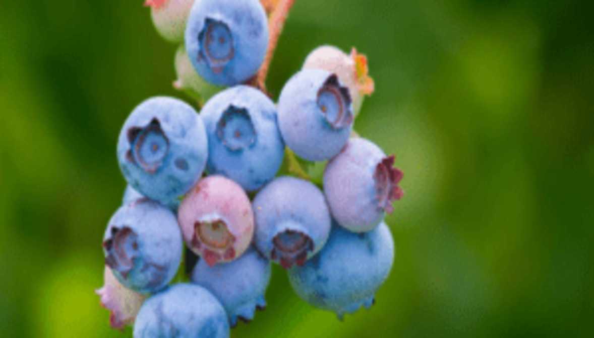 Blueberries for Brain Booster Food