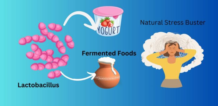 Lactobacillus in Fermented Foods: A Natural Stress Buster